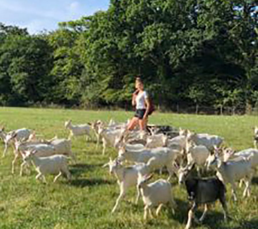05-polly-flock