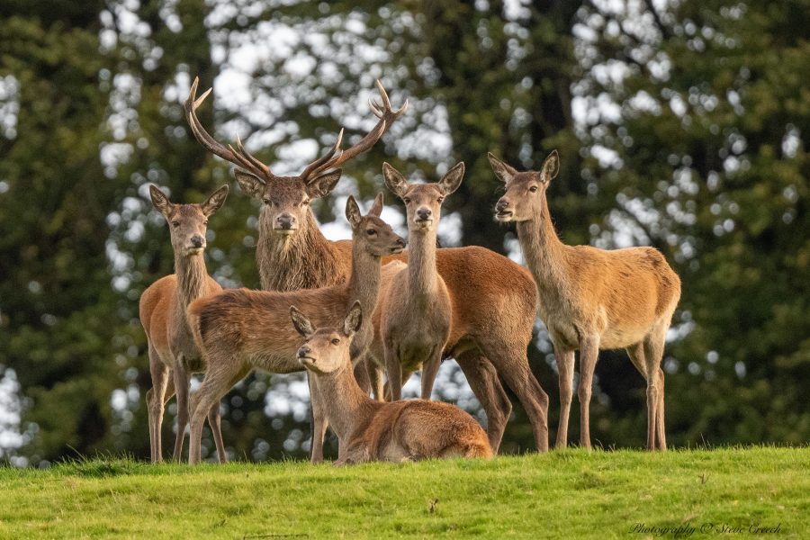CREECH Stephen Say Cheese (1)-min