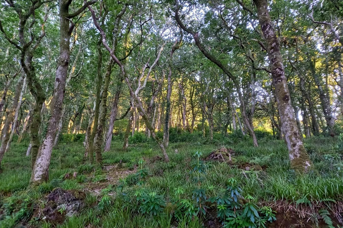 Coastal Woodland AM