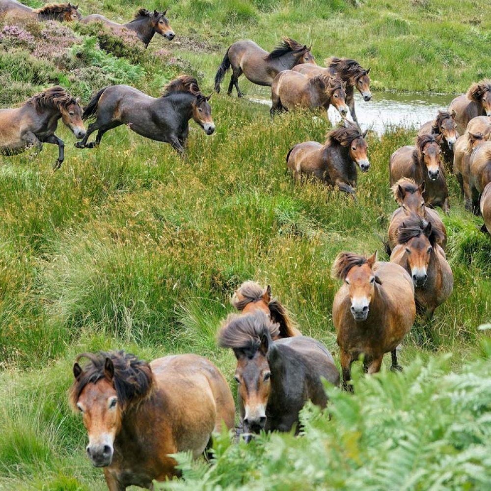 Exmoor pony roundup 2021 Maurice Sarson