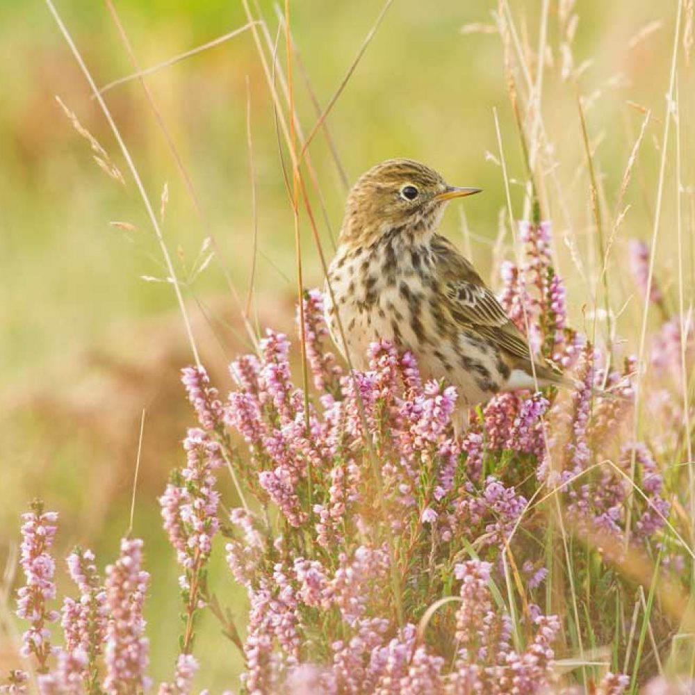 Meadow-pipit-in-heather-Graeme-Filtness