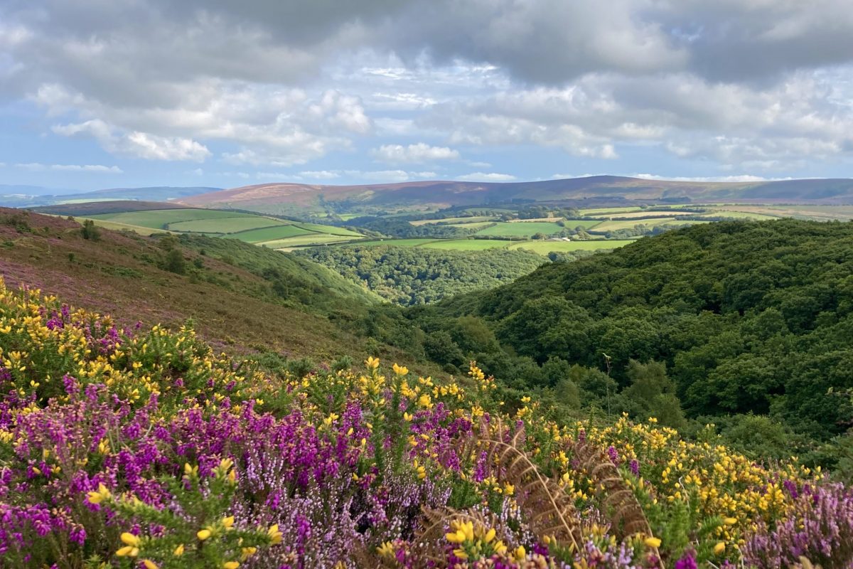 Runner Up Debbie Stanyon - Colours of an Exmoor Autumn