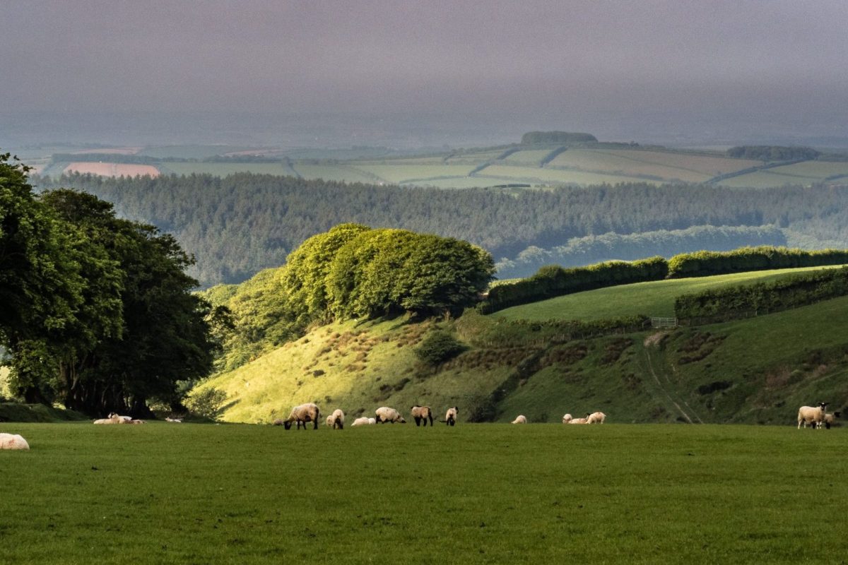 PHOTO: Alexander Schimmeck • Sheep on the pasture
LOCATION: • South Molton • United Kingdom • England
GPS: 51°6'0.7596" N 3°45'25.956" W • 2024-05-20 08:01:03 
-
CAMERA: Om Digital Solutions • OM-1
LENS: OM 40-150mm F2.8
-
EXIF: 1/125 Sek. bei ƒ / 16 • 80 mm [35 mm evl] • ISO 200
-
#alschim #om1 #exmoor #fotoworkshop #exmornationalpark #Porlock #porlockhill #england #somerset #Minehead #GBR #greatbritain #unitedkingdom
