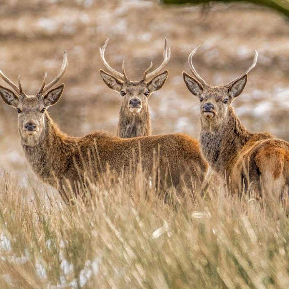 The-Three-Young-Pretenders-Shaun-Davey