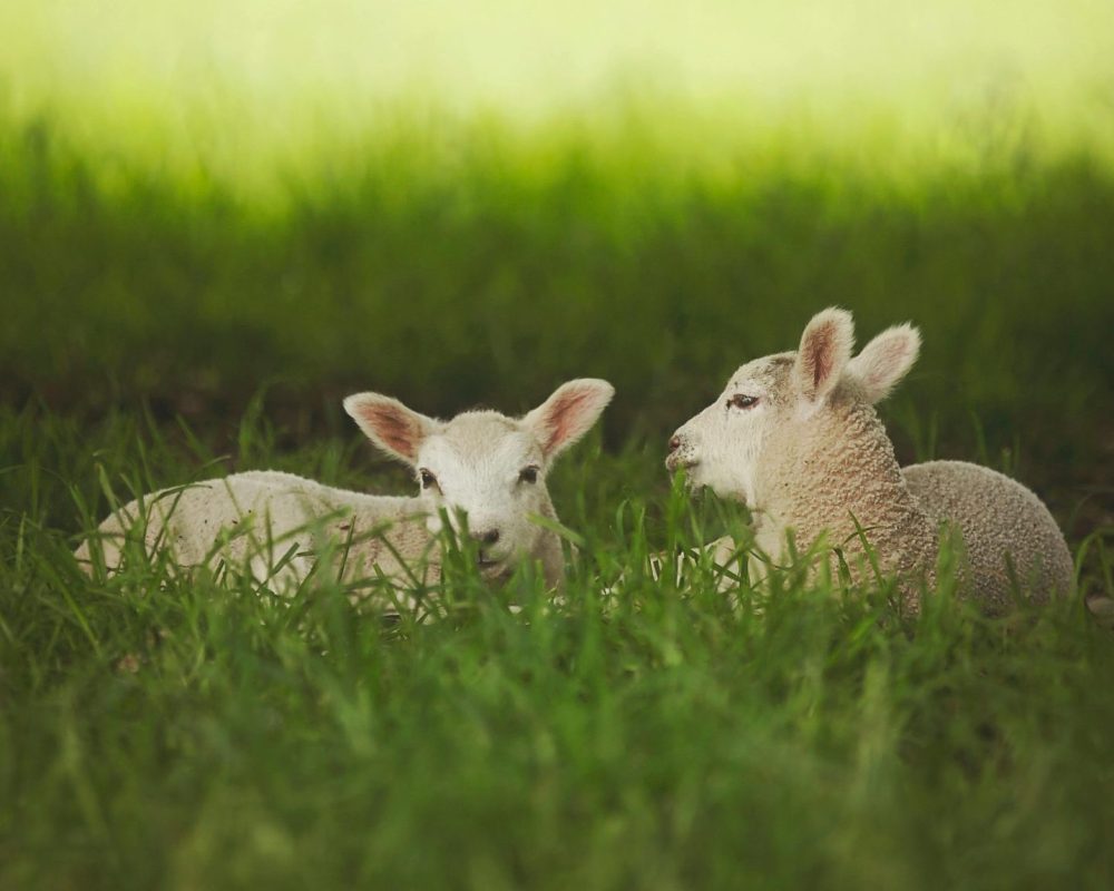 pexels-lone-jensen-431642-2156310