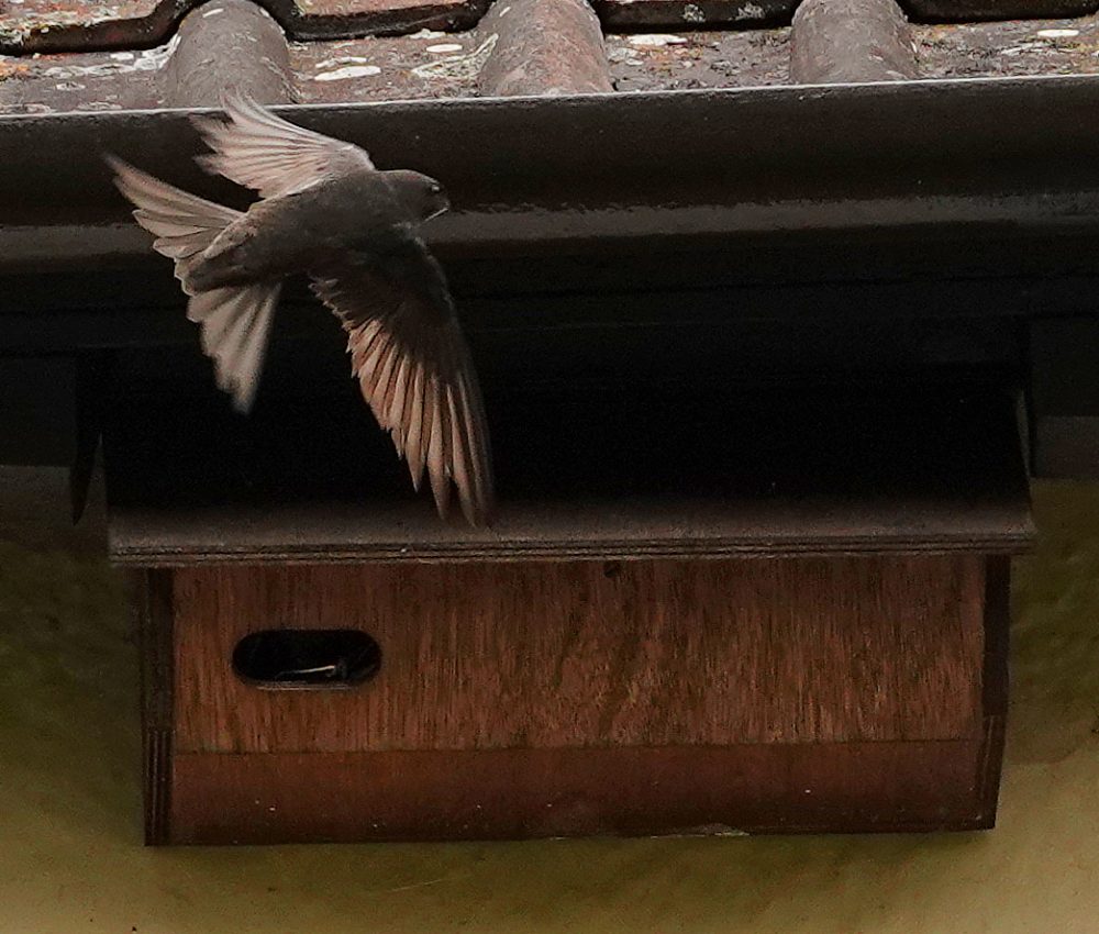 Swift approaching a nestbox